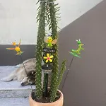 De Vue *