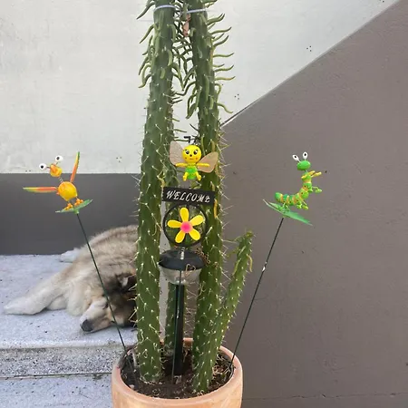 De Vue *